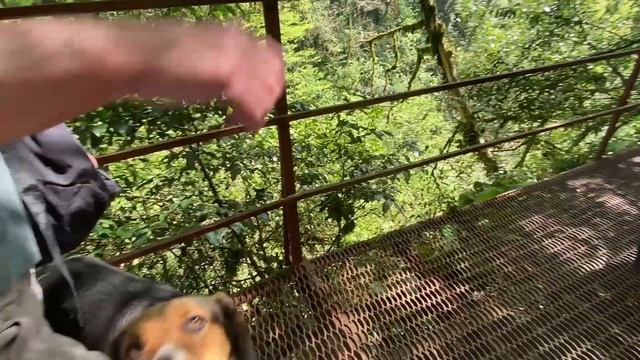 Тисо-Самшитовая роща Сочи Как добраться Цена Маршрут Отзывы 2022 смотреть онлайн