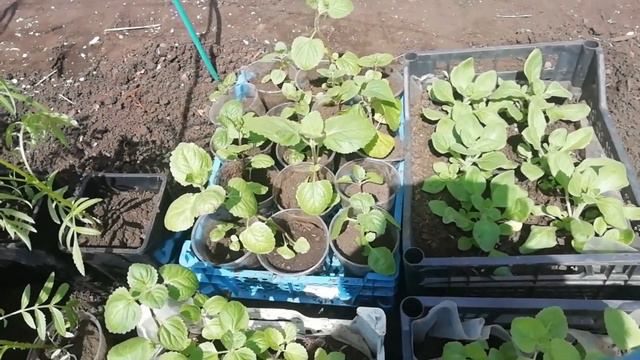 Посадка овощей на 4 мая. смотреть онлайн