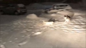 Песец обыкновенный и интересные факты о нем