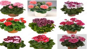 купить пеларгонию на алиэкспресс