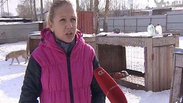Бездомные собаки из приюта остались без пристанища смотреть онлайн