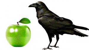 Супер способ как защитить яблони и другие плодовые деревья от птиц! Яблоня защита урожая от птиц