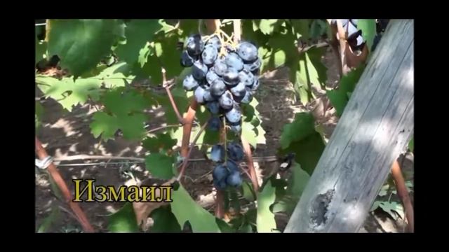 Измаил смотреть онлайн