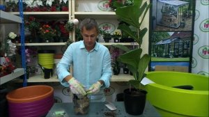 пересадка лировидного фикуса в кашпо с автополивом Elho