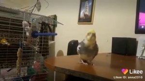 Карелла издает разные смешные звуки???