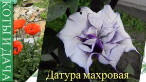 #Датура махровая  Звон колоколов