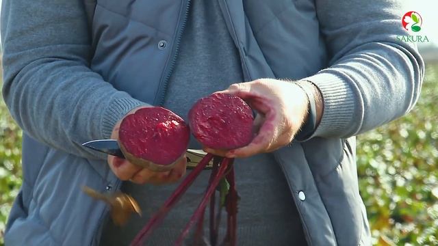 Обзор гибридов свеклы Sakata | Sakura Ukraine