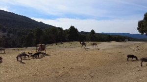 Safari Aitana Costa Blanca Spain||Wildlife and Safari Park