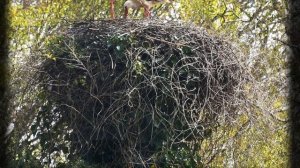 Белый аист. Детям про аиста