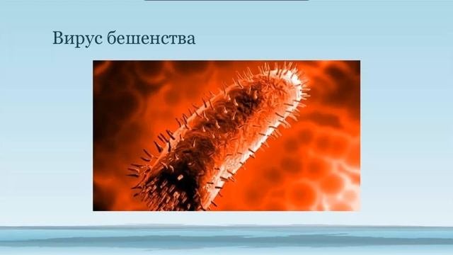 Топ-10 самых опасных вирусов в мире для человека Вирус Эбола Вирус бешенства Вирус ИЧ