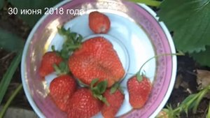 Клубника Альба и Альбион в Подмосковье