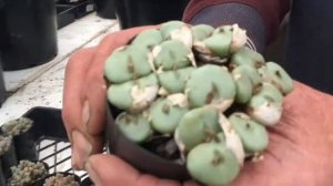 How to Divide and Propagate Conophytum succulents.