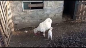 Наши первокотки после окота. Содержание козлят по козой. Наше козоводство.