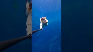 Подводное плавание девушки