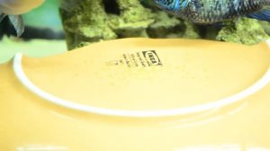 Наннакара нерест