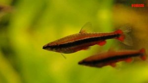 Нанностомус Бекфорда. Содержание в аквариуме, совместимость