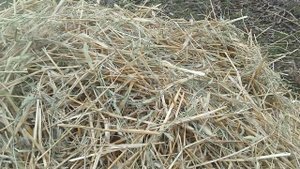 Солома как один из кормов для овец