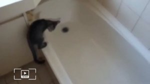 Смешные коты не хотят купаться