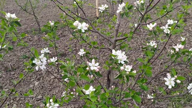 нюансы формировки сортов Яблони Рубинола и Богемия голд смотреть онлайн