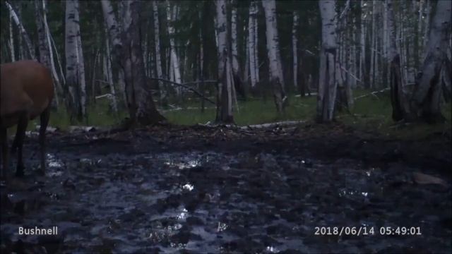 Как осторожно Пантач выходит на солончаки