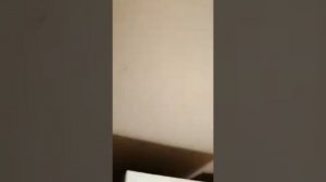 Уничтожение тараканов в Москве