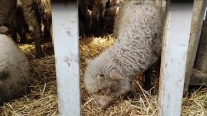 Овцы и Козы, Скотный рынок Курчалой, Базар 16.01.2021г Чечня. Cattle market sheep, goats Chechnya