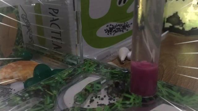 переселение муравьёв в ферму *у меня появились муравьи* ЧАСТЬ 3 смотреть онлайн