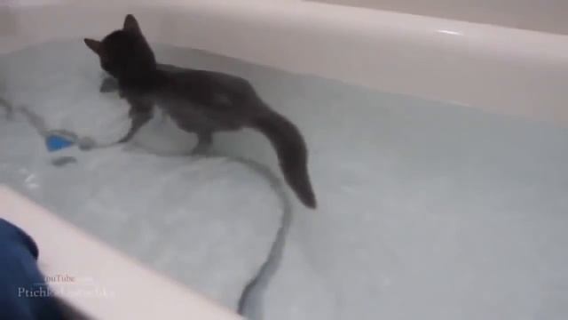 Смешные коты в воде! Подборка 2014! смотреть онлайн