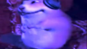 хомяк люто флексит под фонк