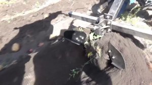 Как выкопать картофель мотоблоком