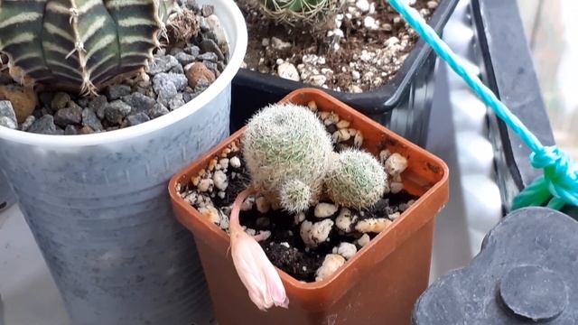 Цветение суккулентов и кактусов на балконе 21 мая 2021 года. смотреть онлайн