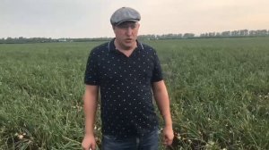 Спэниш медальон F1 - самый популярный ранний лук.