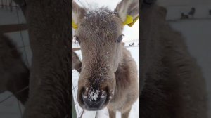 Зимняя Заповедная долина