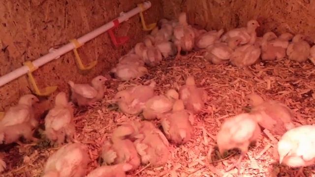 Бройлеры.Как Меня Обманули с Цыплятами смотреть онлайн