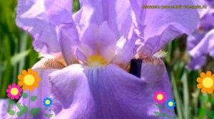 Ирис германский Снова Прекрасный. Краткий обзор, описание характеристик iris germanica Lovely Again