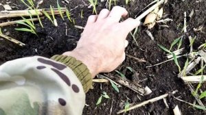 всходы озимого ячменя по кукурузе 2020г и сравнение всходов пшеницы