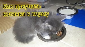 Как приучить котенка к корму