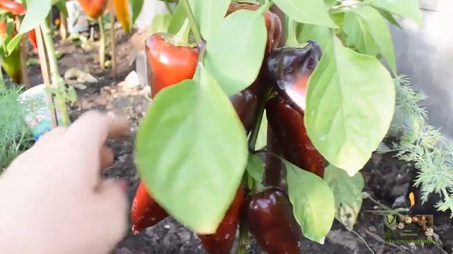 КАКОЙ ОН НА РАЗРЕЗЕ ? ПЕРЕЦ 2019 смотреть онлайн