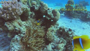 Дайвинг на рифе Gota Abu Ramada, Египет, Хургада. Часть 2