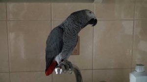 Попугай - Кирюша