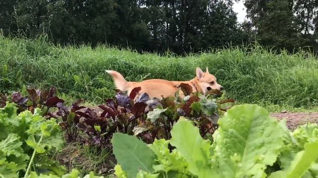 Дачные приключения!/Раздавил ЛЯГУШКУ?1 смотреть онлайн