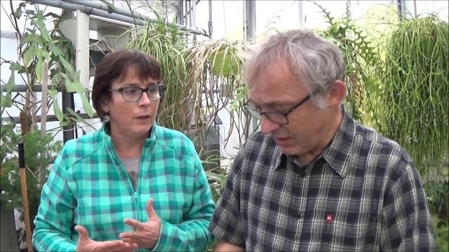 Conseils jardinage: Entretien et arrosage anthurium million flowers: plante verte d'intérieur смотреть онлайн