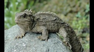 Клювоголовые рептилии