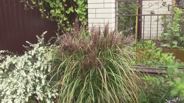 Мискантус..mp4 смотреть онлайн