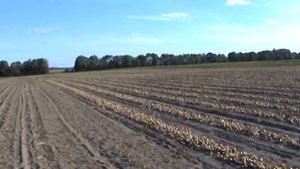 Уборка лука.