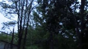 Птицы курлыкают