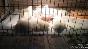 Итог совместной инкубации утиные и куриные яйца.