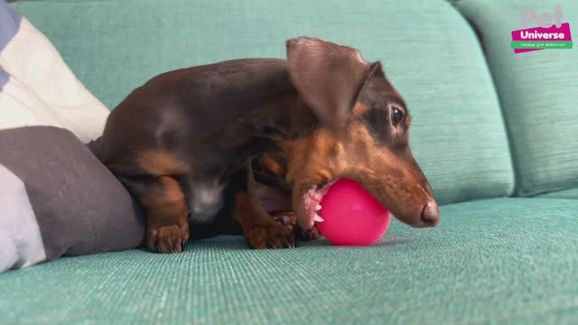 PU3035PK Игрушка для собак Pet Universe Люминесцентный мячик твёрдый светящийся в темноте, 6 см смотреть онлайн