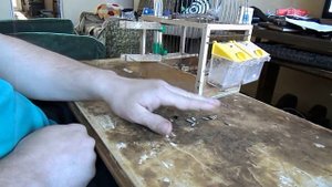 Приручение щегла