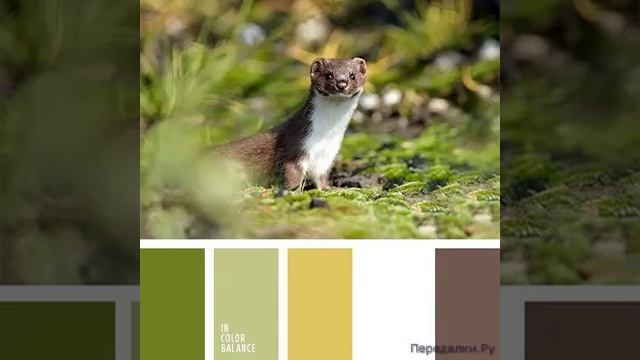 Таблица сочетания цвета в одежде,дизайне и другом смотреть онлайн